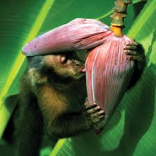 Attēlu rezultāti vaicājumam “Melampsora magnusiana”