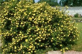 Attēlu rezultāti vaicājumam “Pentaphylloides fruticosa leaf”