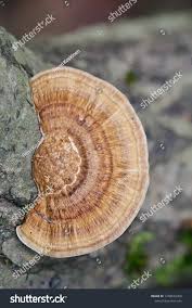 Attēlu rezultāti vaicājumam “Daedaleopsis confragosa”