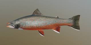 Image result for Salvelinus malma