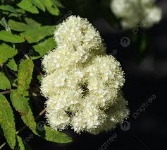 Attēlu rezultāti vaicājumam “Sorbus aucuparia flower”