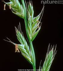 Attēlu rezultāti vaicājumam “Lolium perenne”