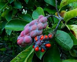 Attēlu rezultāti vaicājumam “Magnolia kobus fruit”