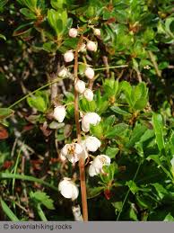Attēlu rezultāti vaicājumam “Pyrolaceae”