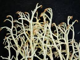 Attēlu rezultāti vaicājumam “Cladonia ciliata”