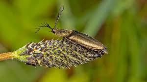 Attēlu rezultāti vaicājumam “Ctenicera pectinicornis female”