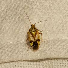 Attēlu rezultāti vaicājumam “Lygus pratensis nymph”