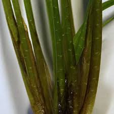 Attēlu rezultāti vaicājumam “Isoetes echinospora leaf”