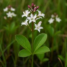 Attēlu rezultāti vaicājumam “Menyanthes trifoliata”