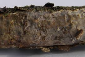 Attēlu rezultāti vaicājumam “Vuilleminia comedens”