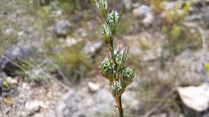 Attēlu rezultāti vaicājumam “Onobrychis arenaria flower”