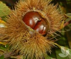 Attēlu rezultāti vaicājumam “Castanea sativa  fruit”