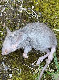 Attēlu rezultāti vaicājumam “Rattus norvegicus”