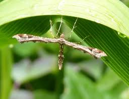 Attēlu rezultāti vaicājumam “Platyptilia gonodactyla”