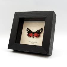 Attēlu rezultāti vaicājumam “Callimorpha dominula imago”