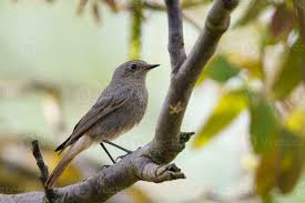 Attēlu rezultāti vaicājumam “Phoenicurus ochruros”