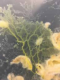 Attēlu rezultāti vaicājumam “Physarum nitens young”