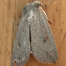 Attēlu rezultāti vaicājumam “Mythimna sp.”