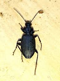 Attēlu rezultāti vaicājumam “Limodromus assimilis”