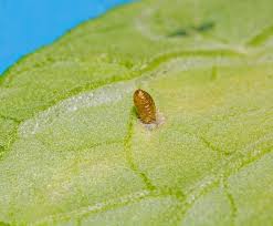 Attēlu rezultāti vaicājumam “Mamestra brassicae pupa”