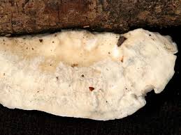 Attēlu rezultāti vaicājumam “Postia caesia”