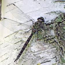 Attēlu rezultāti vaicājumam “Aeshnidae”