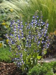 Image result for Salvia pratensis