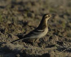 Attēlu rezultāti vaicājumam “Motacilla citreola”