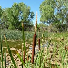 Attēlu rezultāti vaicājumam “Typha latifolia”