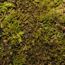 Attēlu rezultāti vaicājumam “Bryum caespiticium sporophyte”