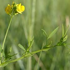 Attēlu rezultāti vaicājumam “Lathyrus pratensis”