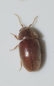 Attēlu rezultāti vaicājumam “Anobiidae”