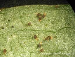 Attēlu rezultāti vaicājumam “Bryobia praetiosa”