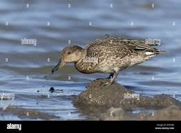 Attēlu rezultāti vaicājumam “Anas crecca male”