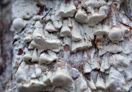 Attēlu rezultāti vaicājumam “Antrodia xantha”