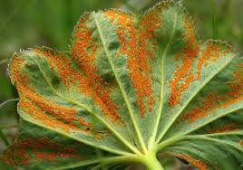 Attēlu rezultāti vaicājumam “Trachyspora intrusa”