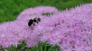 Attēlu rezultāti vaicājumam “Hylotelephium telephium”