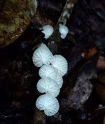 Attēlu rezultāti vaicājumam “Marasmius sp.”