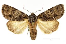 Attēlu rezultāti vaicājumam “Acronicta rumicis imago”