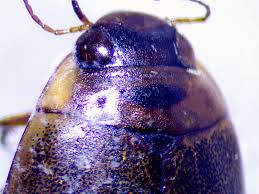 Attēlu rezultāti vaicājumam “Rhantus frontalis”