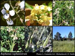 Attēlu rezultāti vaicājumam “Raphanus raphanistrum flower”