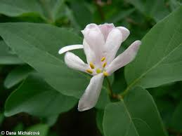 Attēlu rezultāti vaicājumam “Lonicera tatarica bud”