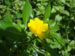 Attēlu rezultāti vaicājumam “Lysimachia vulgaris flower”