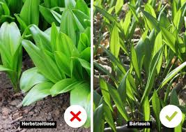 Image result for Bärlauch