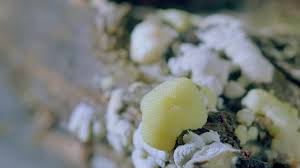 Attēlu rezultāti vaicājumam “Stemonitis flavogenita”