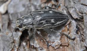 Attēlu rezultāti vaicājumam “Chalcophora mariana”