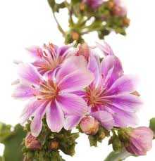 Image result for Bitterwurz