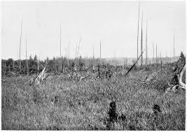 Attēlu rezultāti vaicājumam “Carex chordorhiza”