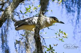 Attēlu rezultāti vaicājumam “Nycticorax nycticorax”