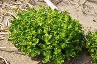 Attēlu rezultāti vaicājumam “Honckenya peploides bud”